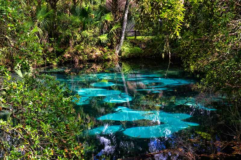 FDEP - Springs Restoration 